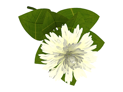 白色花卉植物模型