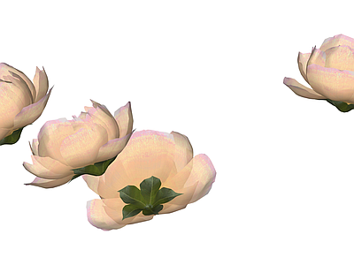 粉色牡丹花艺模型