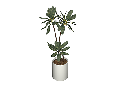 白盆绿植盆栽