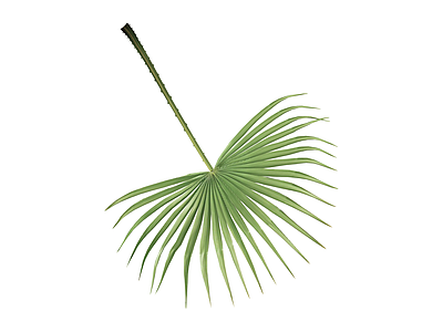 绿色棕榈叶植物