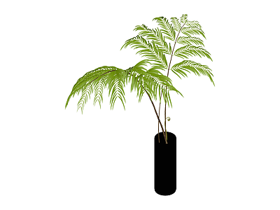 黑色花瓶配蕨类植物