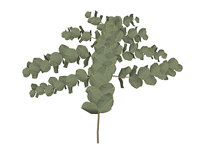 尤加利叶植物枝条
