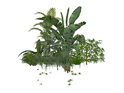 热带植物景观组合