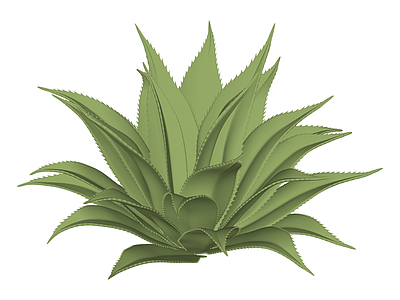 绿色多肉植物模型