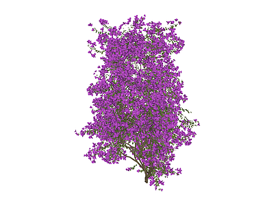 紫色开花乔木