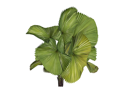 扇叶绿植组合
