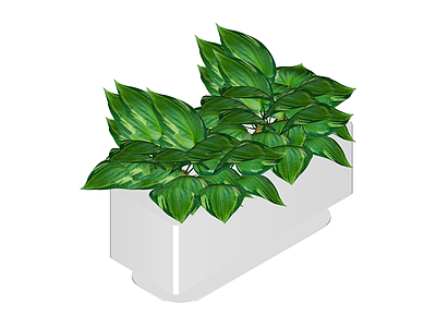 白模带盆绿植组合