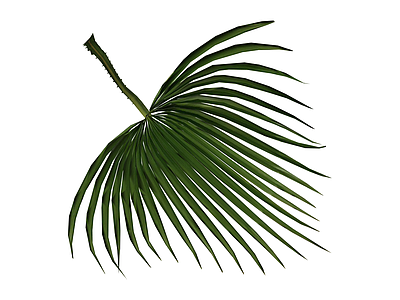 棕榈叶植物模型