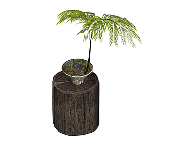 盆栽蕨类植物
