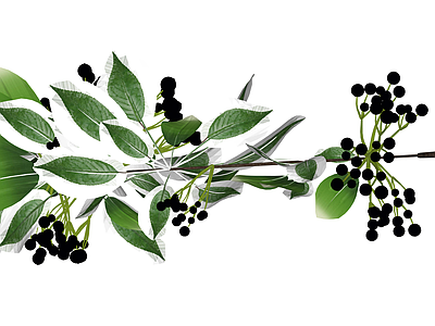 带果黑叶植物枝条