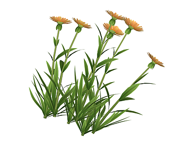 多株橙色雏菊绿植组合