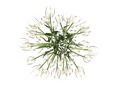 白色郁金香花束