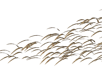芦苇/枯草植物组