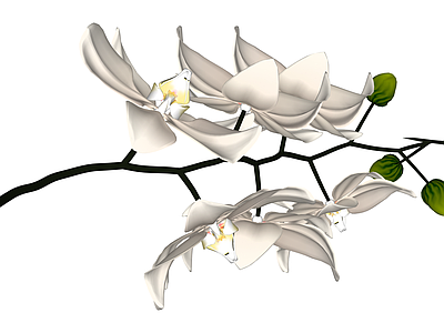 白色蝴蝶兰花艺