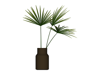盆栽棕榈植物