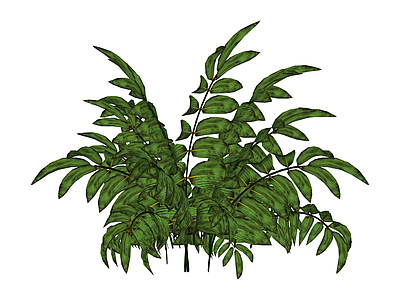 丛生观叶植物