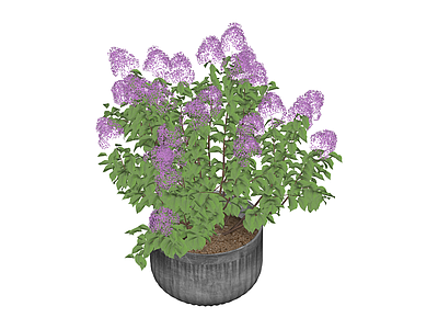 紫色花盆栽植物