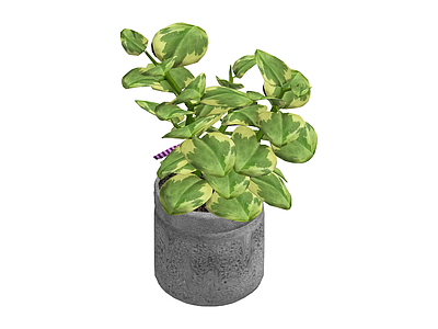 灰盆绿植盆栽