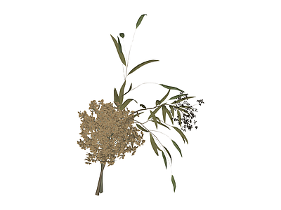 花艺植物组合