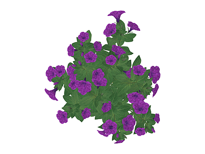 紫色花卉灌木绿植