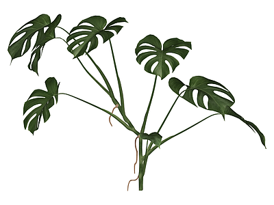 龟背竹绿植模型