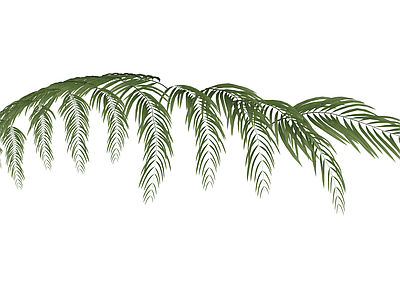 绿色棕榈叶植物枝条