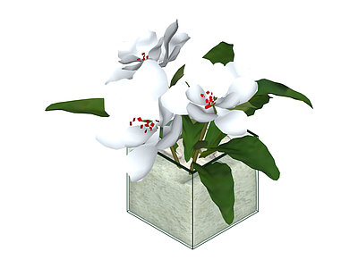 白兰花盆栽组合