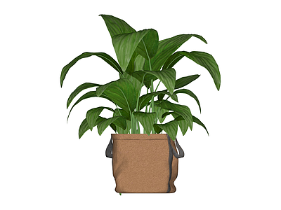 盆栽绿植植物