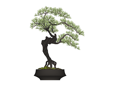 盆景松树盆栽
