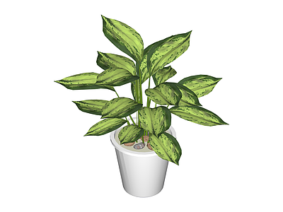 带盆绿植盆栽