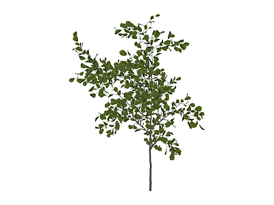 绿叶乔木植物模型