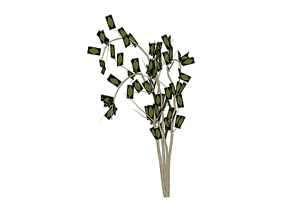绿色矩形叶植物模型