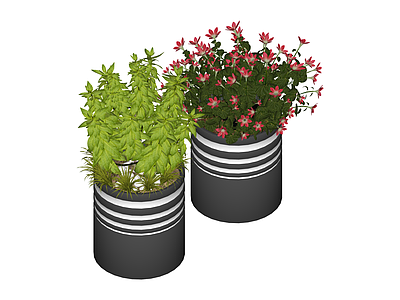 双盆栽植物组合