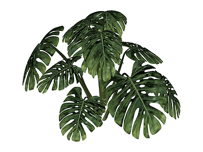 龟背竹绿植组合