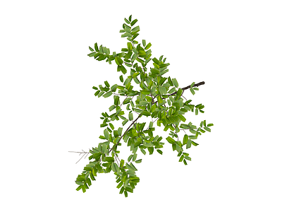单株绿植苗木