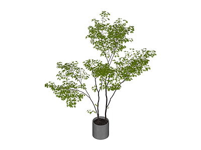 盆栽绿植组合