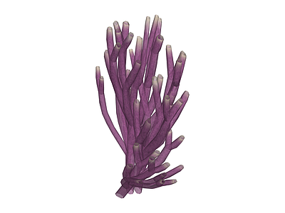 紫色珊瑚植物模型