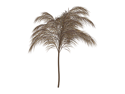 枯黄芦苇植物模型