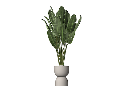 带盆绿植盆栽