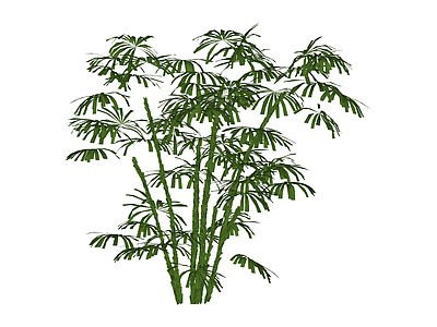 丛生伞竹绿植模型