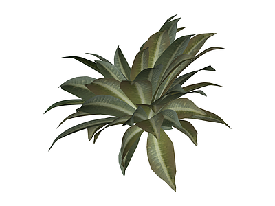 叶脉纹理绿植模型