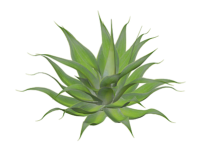 绿色龙舌兰植物