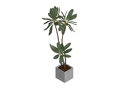 灰色方盆绿植盆栽