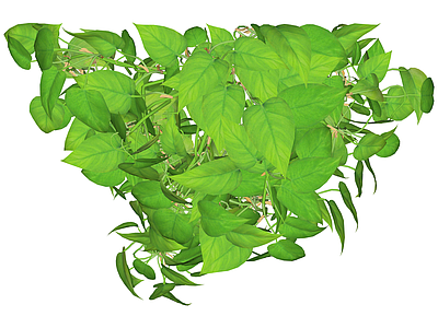 绿萝盆栽植物模型