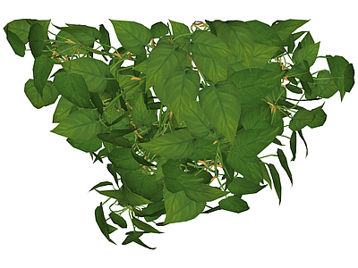 绿色垂吊藤蔓植物