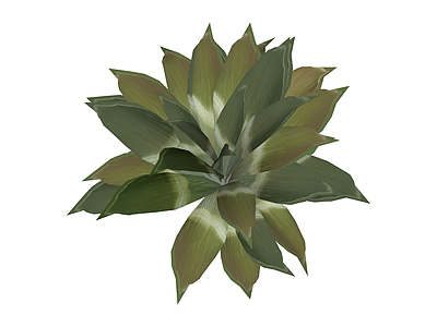 观叶植物盆栽模型