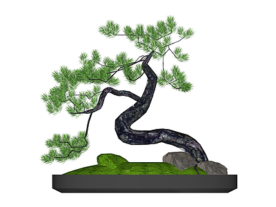 黑盆松树盆景模型