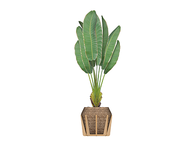 带盆绿植盆栽