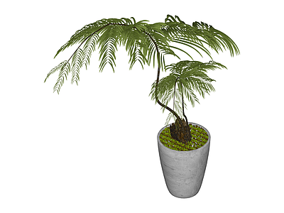 带盆蕨类盆栽植物