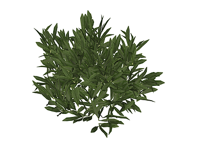 绿色灌木植物
